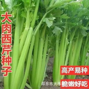 �ļ��������۷N���ļ�������ˬ���۲˷N�Ӹ߮a�̨�����߲˷N��