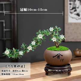 金边六月雪悬崖小盆栽造型提根开花老桩禅意盆景桌面办公室内花卉