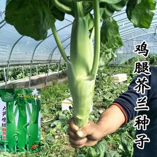 ��S�u������m�N�ӽ��{¶��V�|�߲˷N�ݴ֗l���m�Ϸ�С���