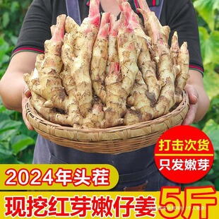 老姜脆嫩仔姜姜小黄姜嫩姜非新鲜生姜蔬菜泡子姜现挖当季正宗红芽-阿里巴巴