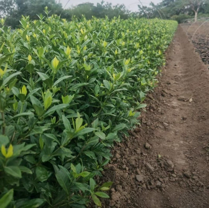 В питомнике компании оптовая продажа саженцев мелколистной гардении, саженцев среднелистовой гардении и саженцев крупнолистовой гардении есть наземные инженерные саженцы, саженцы чашек