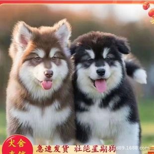 ���N����˹�ӻ��w��Ȯ����Ȯ���Һڼt�ذ���˹��ѩ��Ȯ���ﹷ��