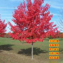 �G����ľ�t�������ձ��t�������t�����Ї������t����ͥԺ�e����·