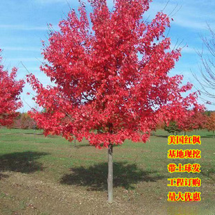 �G����ľ�t�������ձ��t�������t�����Ї������t����ͥԺ�e����·