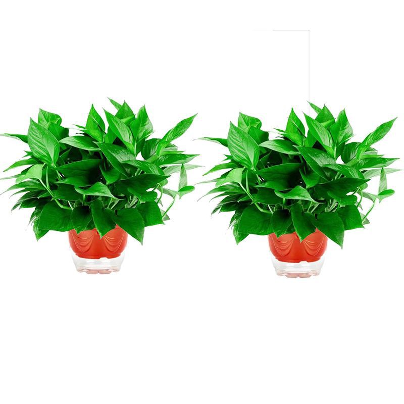 168 red pot pothos 2 pots + water storage pot + fertilizer