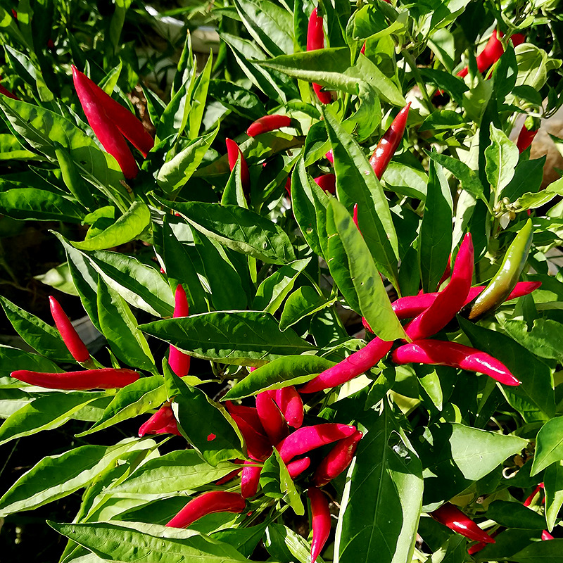 日本三樱朝天椒种子批发小米椒指天椒种籽农家菜园四季蔬菜种孑