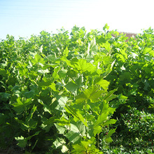 泰安【自产自销】法桐小苗 大量供应速生法桐小苗 价格实惠