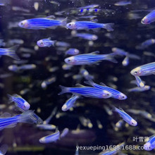蓝莓斑马鱼活体 荧光斑马鱼耐低温好养易活小型鱼热带观赏鱼批发