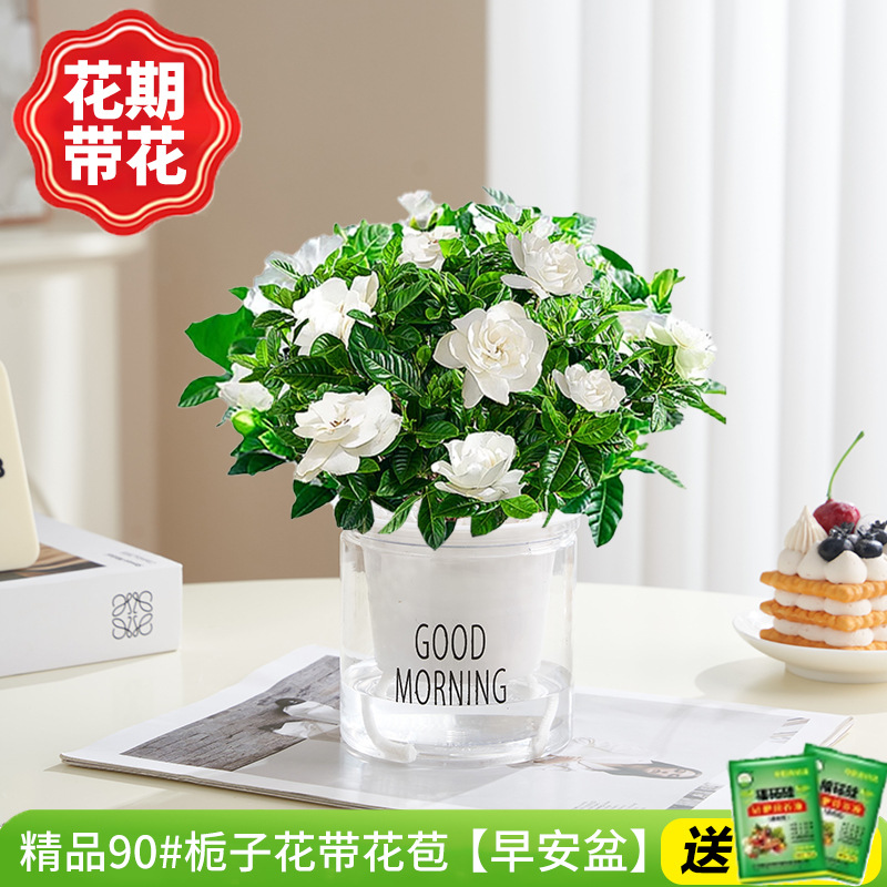 [핫한 신제품] 부티크 90#치자나무는 개화기(좋은 아침 화분)에 꽃을 피워 영양분을 공급합니다.