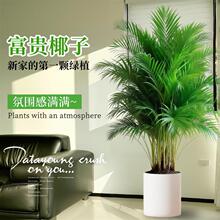 富贵椰子植物盆栽室内客厅大型绿植散尾葵凤尾竹办公四季常青好养