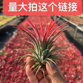 厂家直销 空气铁兰 无土植物 空气铁兰黄精灵 批发