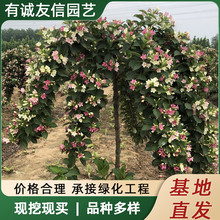 五彩锦带花树苗盆栽植物别墅庭院耐寒大型耐寒绿化风景树五彩锦带