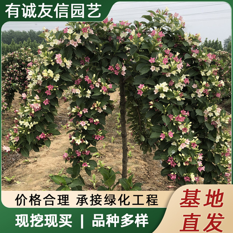 五彩锦带花树苗盆栽植物别墅庭院耐寒大型耐寒绿化风景树五彩锦带
