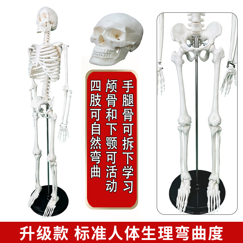 Physiological realistic removable skeleton, medicine toy, human bone