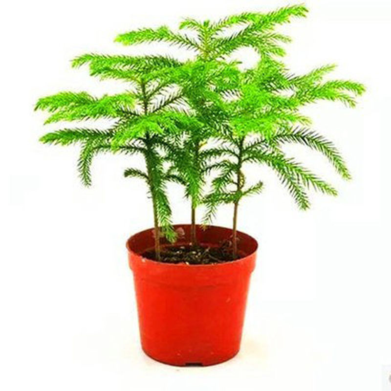 Plantas de pinos de abeto austríaco flores bonsai sala de estar patio balcón flores verdes maceta perenne árbol de Navidad