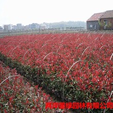 红叶石楠小苗大苗庭院绿化苗木高杆树苗绿化植物绿色植物工程苗