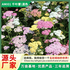 种子;种球;栽培基质
