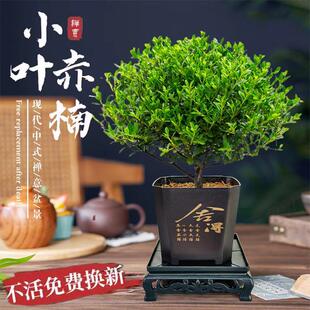 Small-Leaf Red Nan Bonsai Old Stump Tree Office Potted Flower Plant Living Room Golden Nan Wood Desktop Small Green Plant
