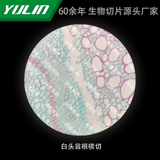 白头翁根横切高校医学院校用组织病理石蜡玻片标本显微镜