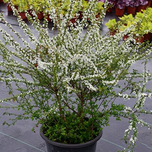 ѩ��ֲ�ѩ�������Ի��ܾGֲ����÷������ͥԺѩ�������ͺ��̨