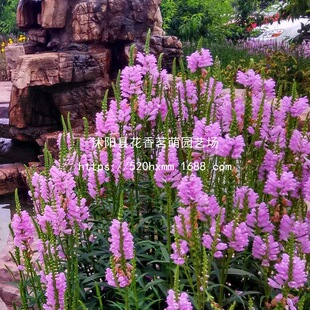 �����^�N�� ���^�G�����ܷN�� ¶�ر�ֲ�ﻨ���zӰ ������������