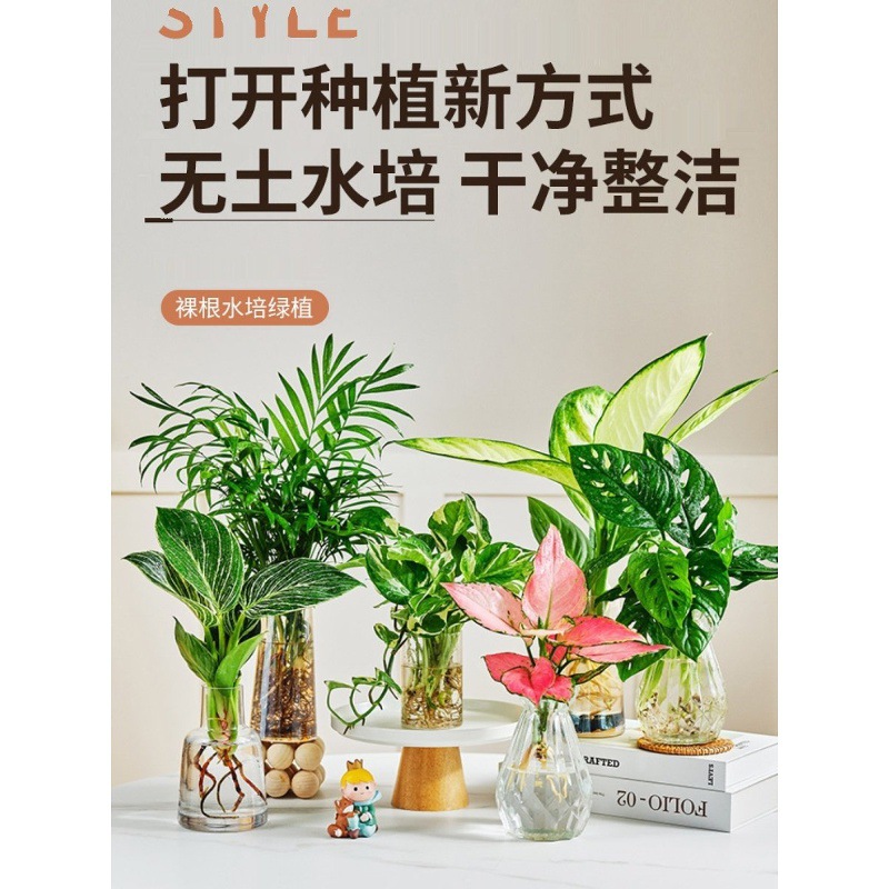 水培造景植物白掌花卉九里香盆栽竹芋绿萝办公室和鱼共生水养鱼缸