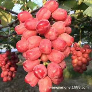 心愿葡萄树苖巨峰葡萄苗爬藤阳光玫瑰耐寒蓝宝石北南方种植果树果
