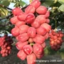 南方种植耐寒蓝宝石葡萄苗