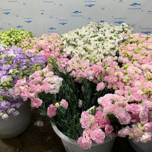 Fresh Lisianthus Flowers Wholesale Yunnan Base Direct Batch Fresh Cut Flowers Gentian Flowers Wedding Arrangement Flowers with Flowers