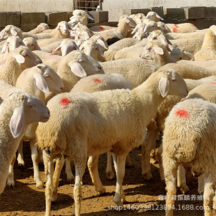 Сβ���������������жŲ��d���Bֳ������������