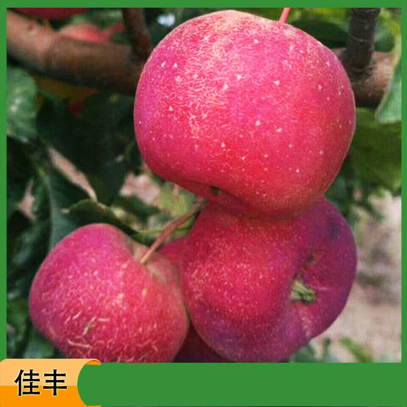 8978862788_1997219560