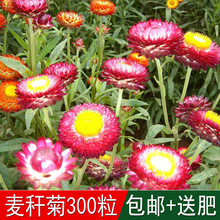花卉蠟菊種子 花卉蠟菊種子批發 促銷價格 產地貨源 阿里巴巴