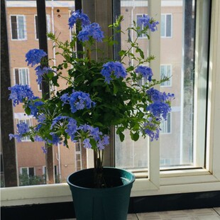 �{ѩ���������_���ļ������҃����̨ͥԺ���ܾGֲ���͸ߜ��mѩ��