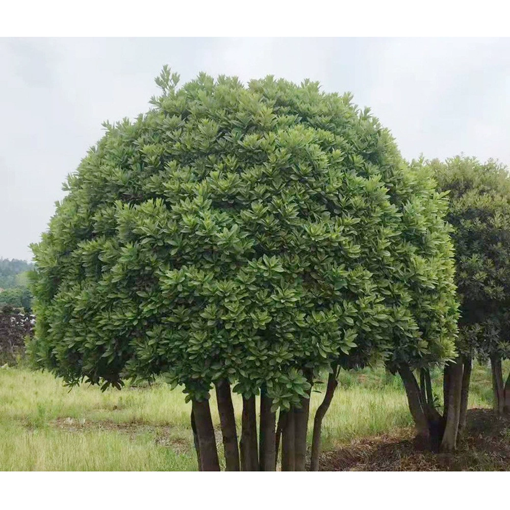 Хунань Базы Оптом bayberry дерево пейзажи Bayberry кластер дерево Моделирование Bayberry многополюсный дерево Добро пожаловать, чтобы увидеть дерево консультации