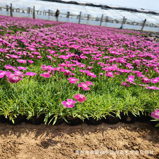 �Wʯ��С���� ɽ�|���ݴ��������Wʯ���ļ��_�� �ͺ��ͺ������G��