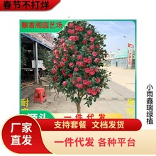 һlļɽ軨ͥԺG͎͏d҃Ȼɫ൤