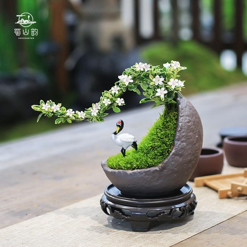 Musgo bola de junio nieve bonsai planta hidropónica acantilado modelado mini micro paisaje plantación verde de mesa interior pequeña maceta image 3