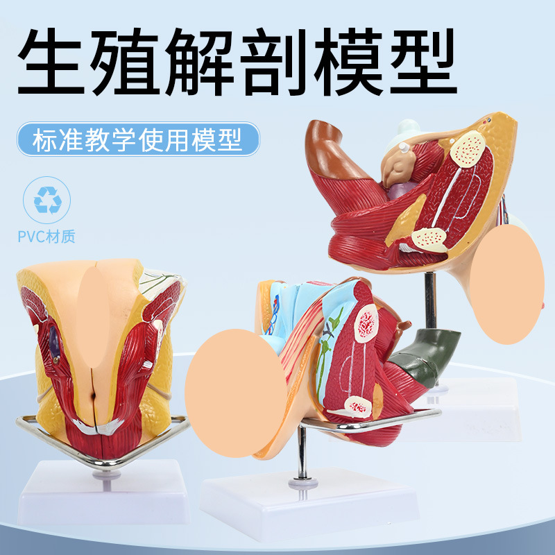 ��Ů��ֳϵͳģ�� ҽԺ������ϵͳ��ѧģ�� ʸ״�������ٽ���ģ��