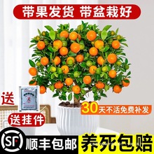 ��ۘ����Ԏ����͏d���B�Gֲ�����辰�ļ�����҃�������ֲ��