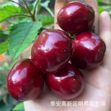 基地发货吉塞拉矮化樱桃树苗 品种全发货快 多规格美早樱桃树苗