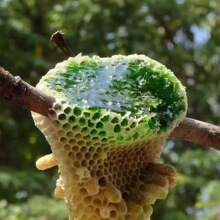 ��ϸ�ԭ��Ȼ������屶���۷���