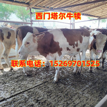 廣西改良肉牛苗 西門塔爾牛犢6-7個月價格 利木贊牛魯西黃牛種牛