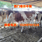 广西改良肉牛苗 西门塔尔牛犊6-7个月价格 利木赞牛鲁西黄牛种牛