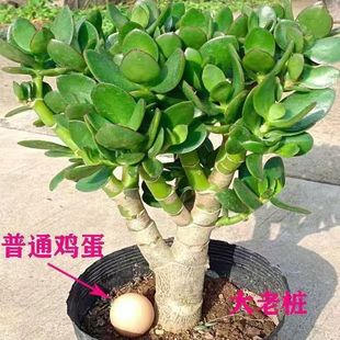 �����~�Ϙ����Զ���ֲ���҃ȷ�ĳ���̨���ܺ��B�Gֲ�����՚�