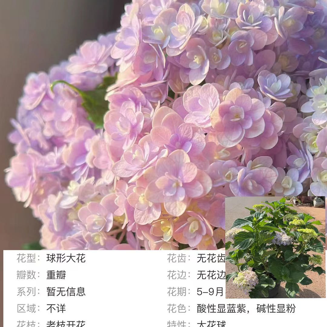 라이트 핑크 5갤런(머리 꽃) 40-100cm 나무 스탠드₩198.9 - 세면대 포함