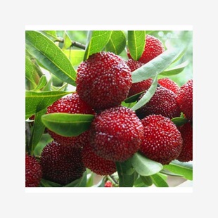 Freshly Harvested Bayberry Seeds, Shengshengmei White Bayberry Tree Seeds, Courtyard Potted Balcony Fruit Tree Bayberry Seeds