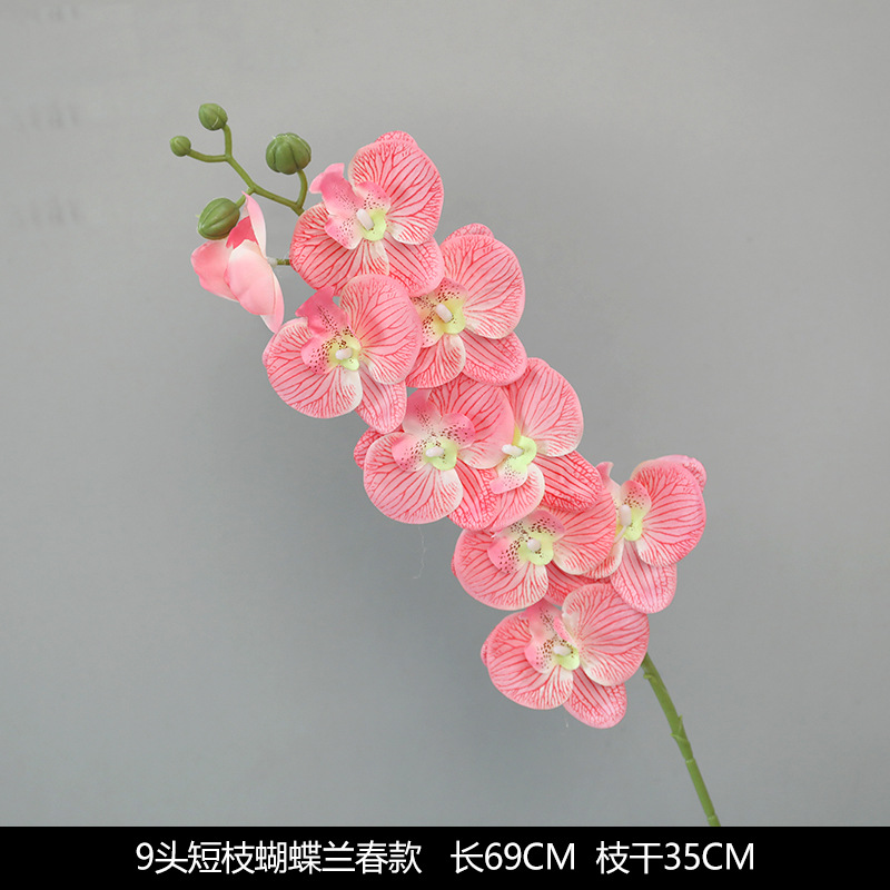 짧은 9갈래 호접란