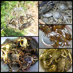 New fishing crab pot, hairy crab set, fishing hairy crab, river crab hook, sea crab ring, steel wire, automatic opening and closing cage, fish cage net