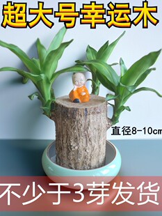 �����ľˮ���ش󳬴�̖10���Ϙ����_��ֲ���������\ľ��ѿ���҃�