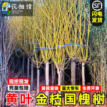 S𻱘֦䴹֦צͥԺͺGLS𴹻